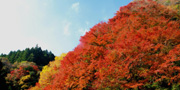 養老渓谷の紅葉