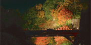 養老渓谷紅葉ライトアップ