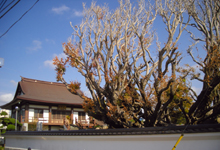 高照寺