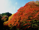 養老渓谷の紅葉