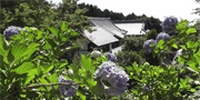麻綿原高原のあじさい群