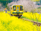 いすみ鉄道でGO！菜の花列車の旅