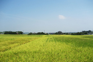 田園